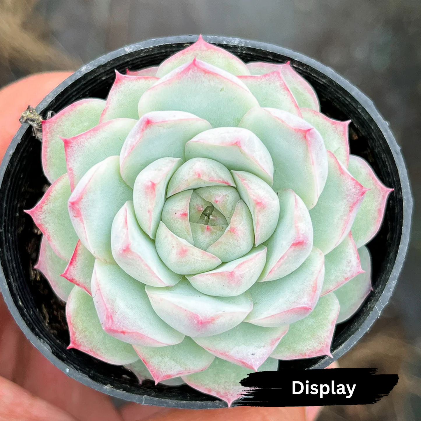 Echeveria 'Peach Queen'