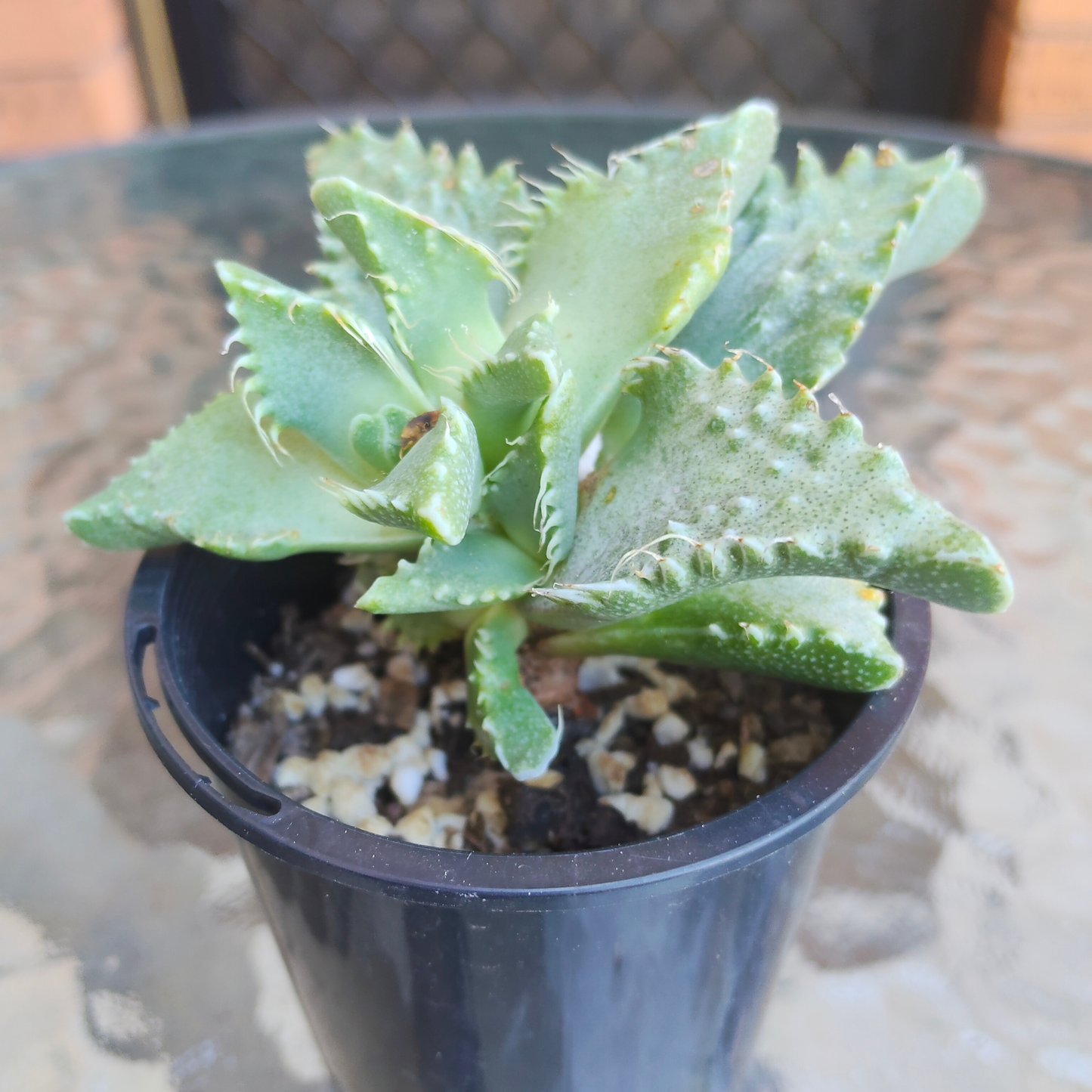 Faucaria 'Pebbled Tiger Jaws'