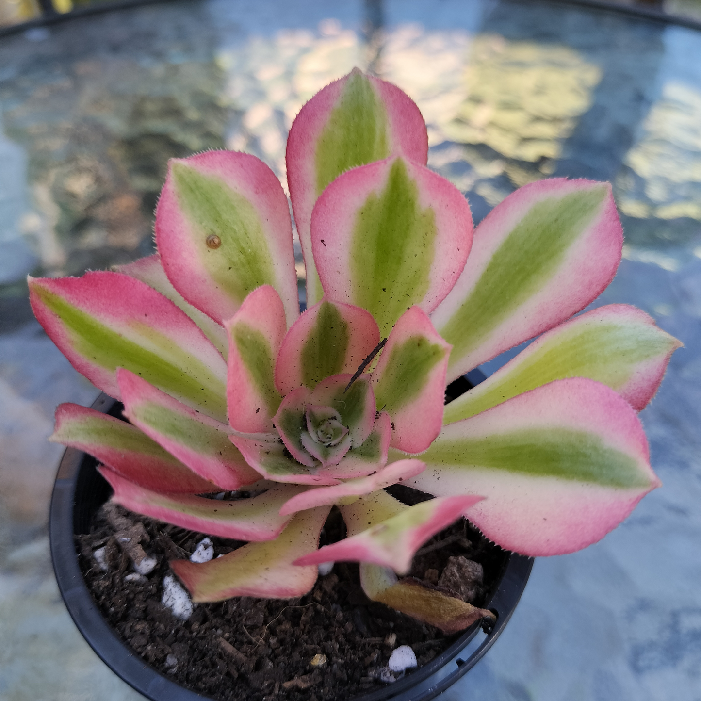 Aeonium 'Pink Witch' (7cm)