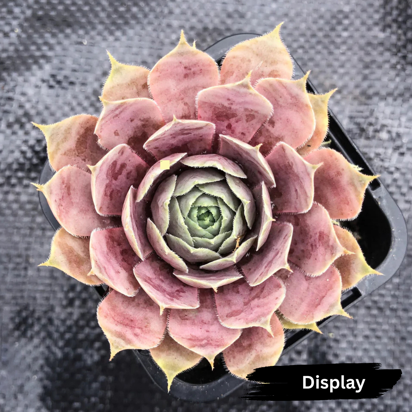 Sempervivum 'Pinkerine'