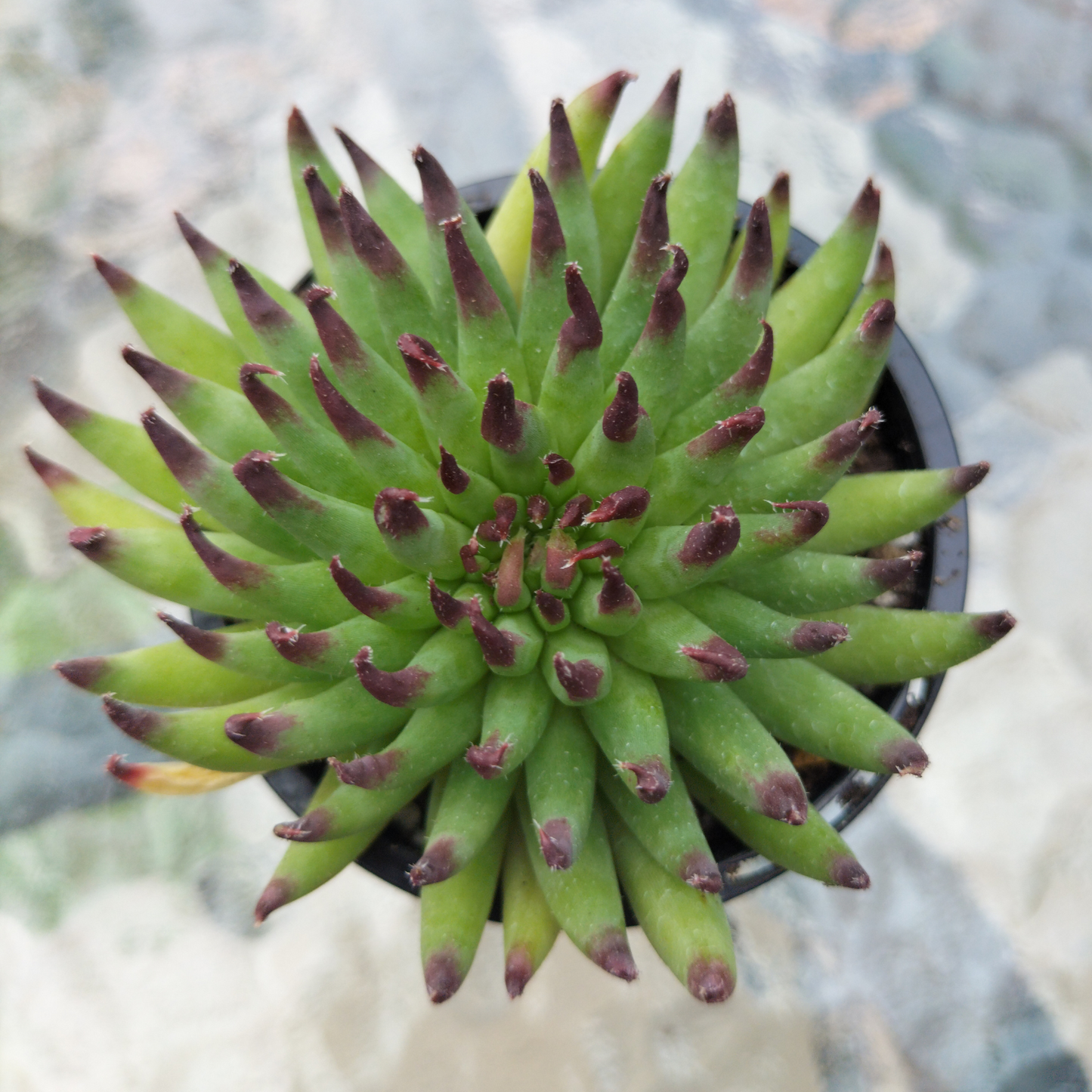 Sempervivum 'Pittoni'