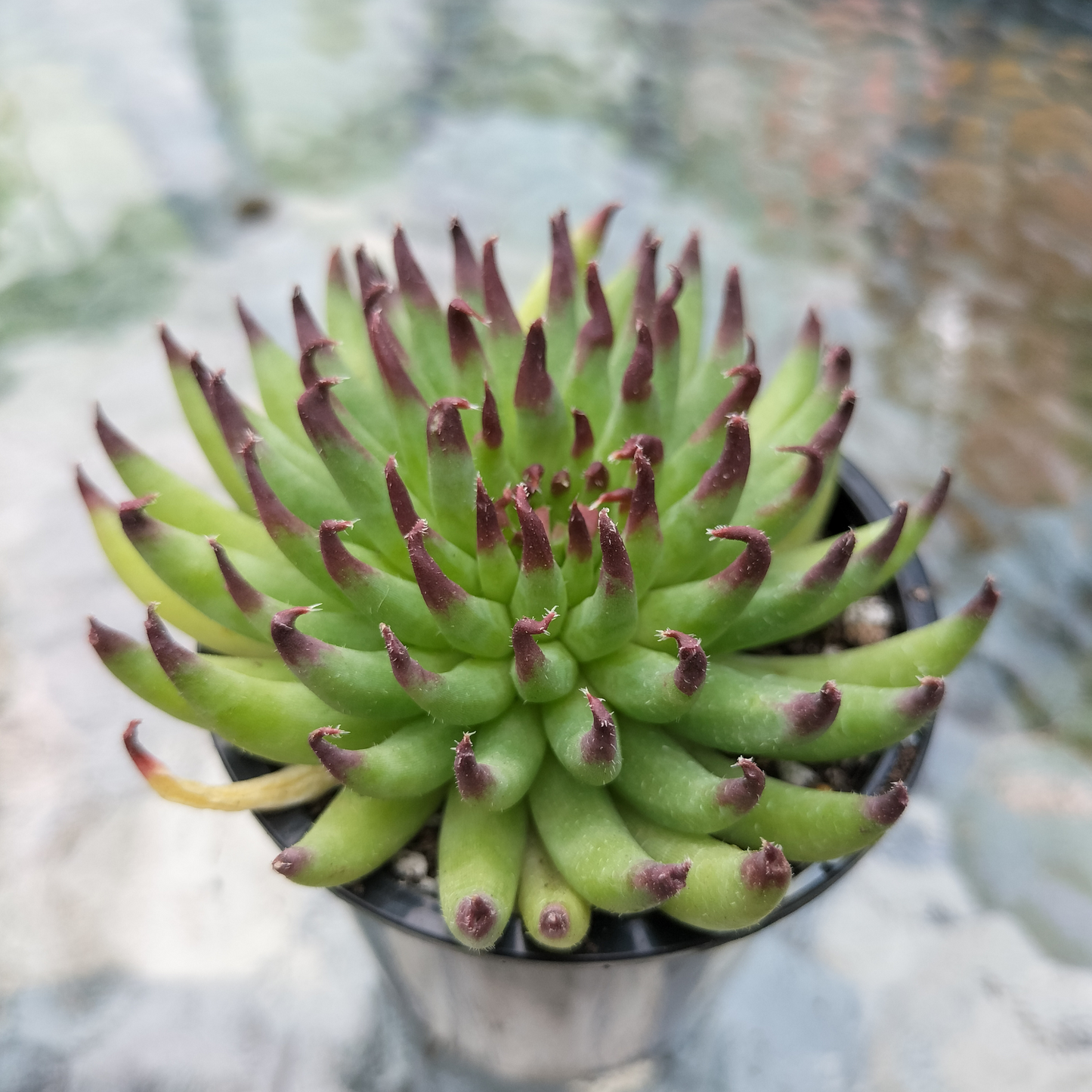 Sempervivum 'Pittoni'