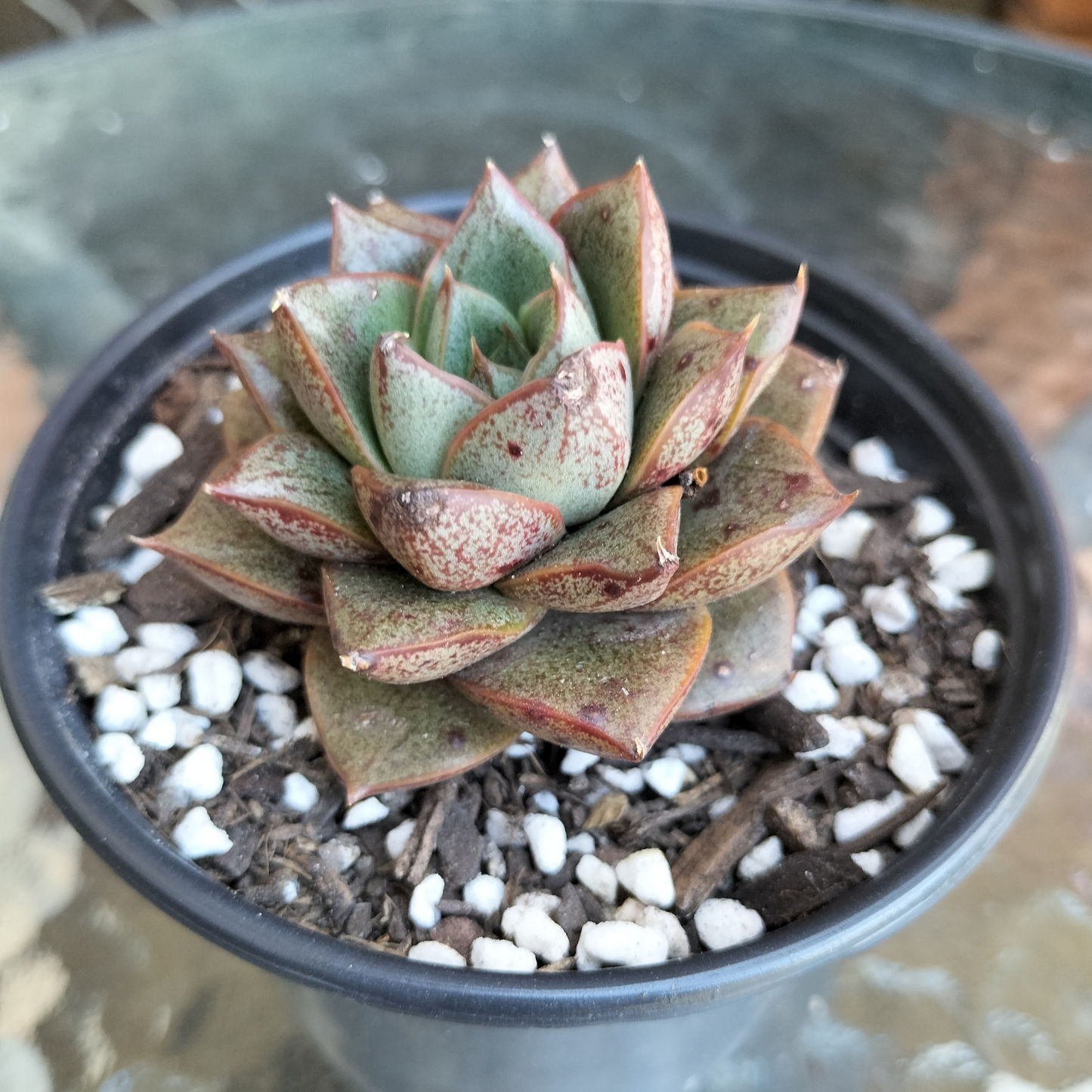 Echeveria purpusorum 'politomica'
