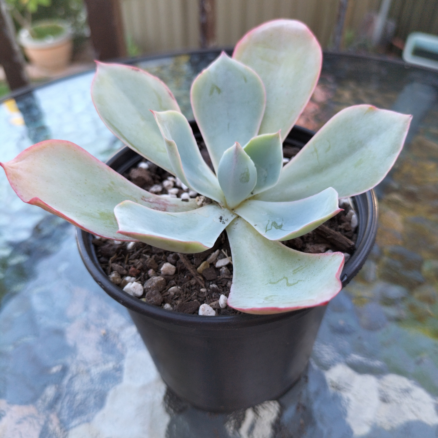 Echeveria 'Powder Blue' (White Rose Echeveria)