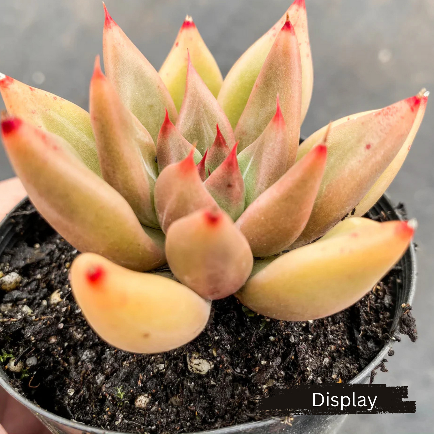 Echeveria 'Psyche'