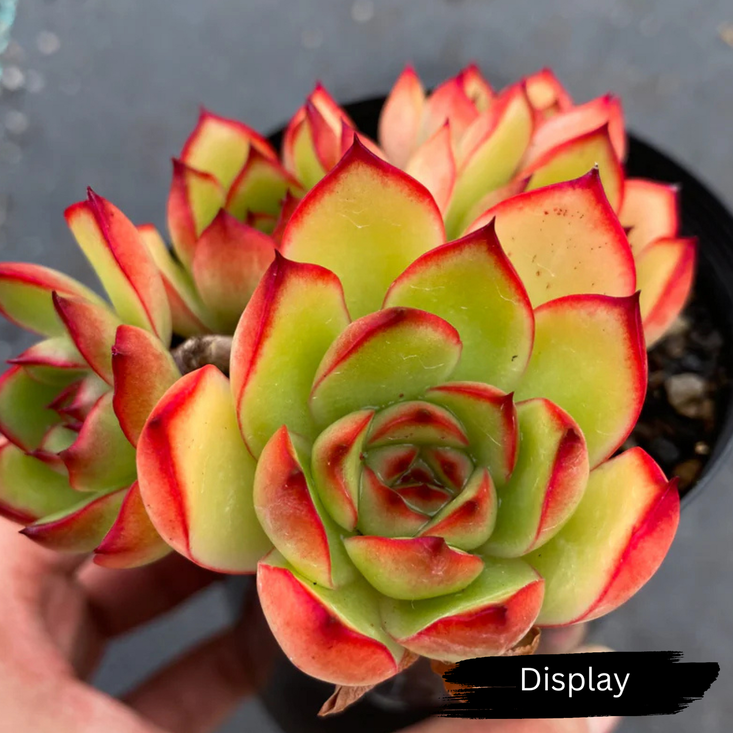 Echeveria 'Puli-lindsayana'