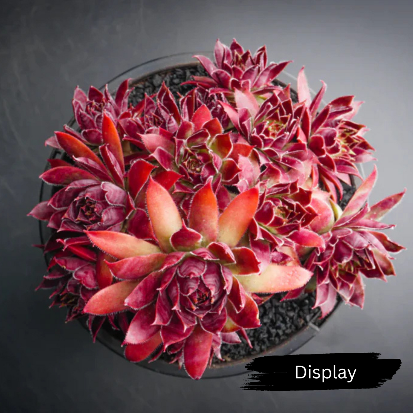 Sempervivum 'Purple Dazzler'