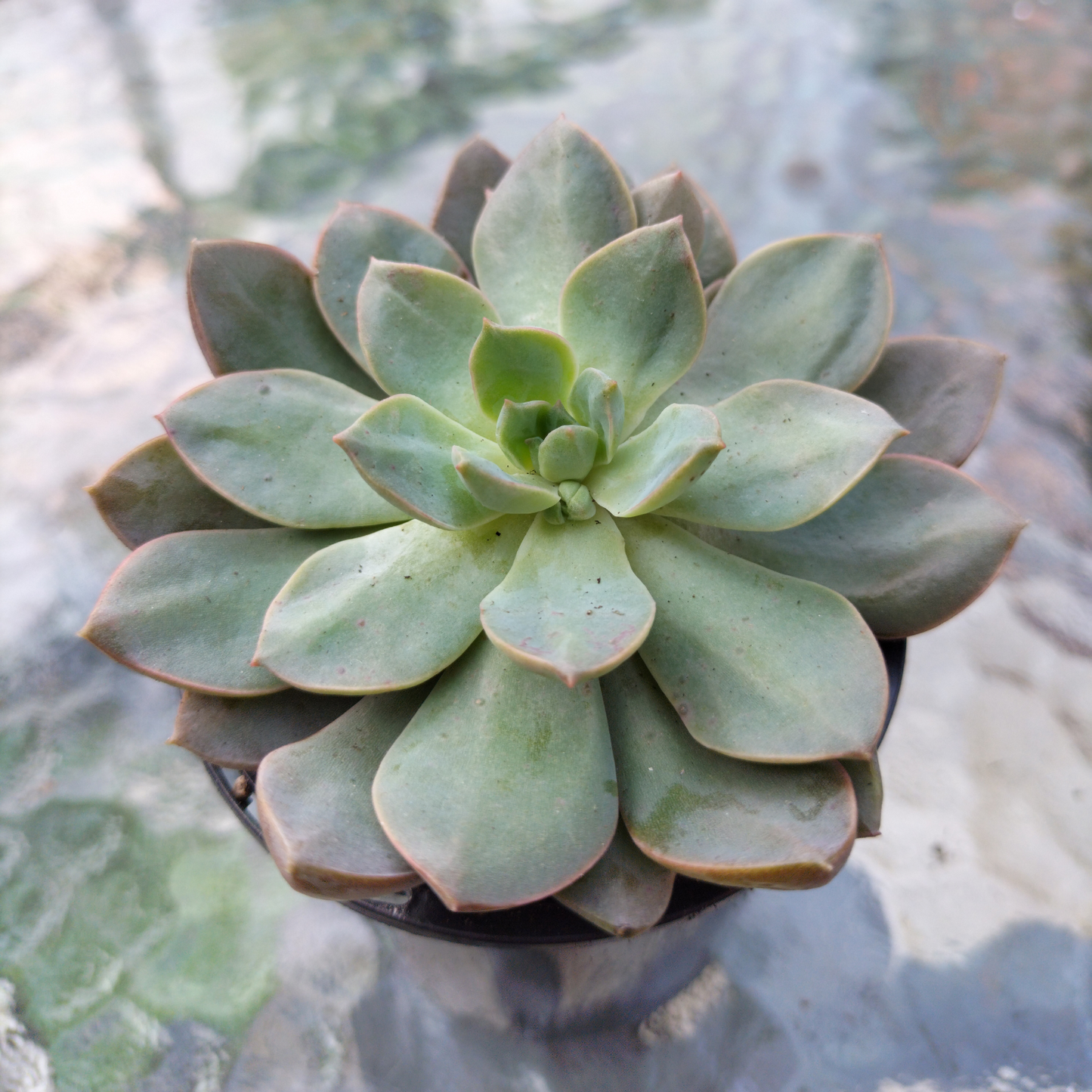 Sedeveria 'Purple Drop' (Victor)