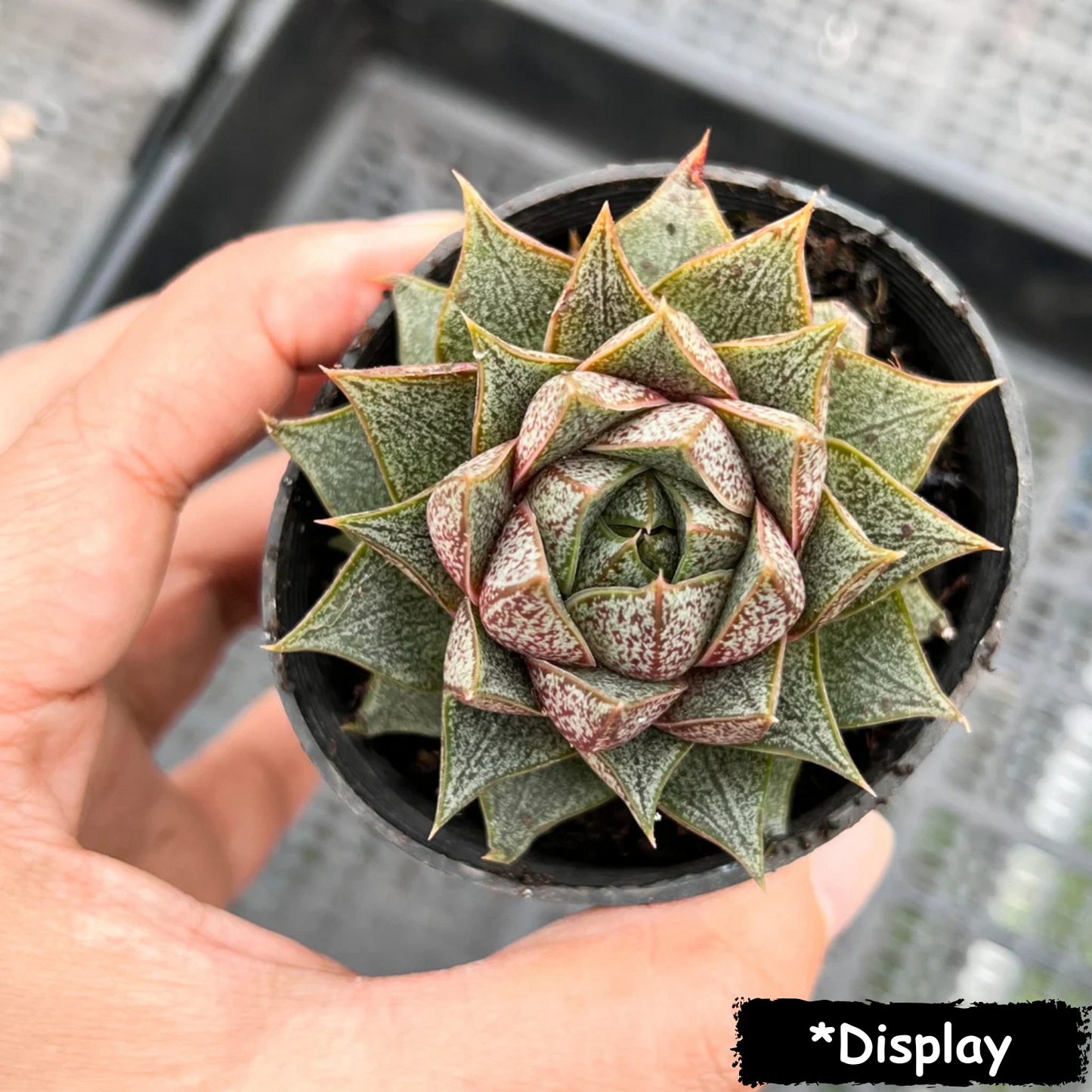 Echeveria 'Purpusorum' (original)
