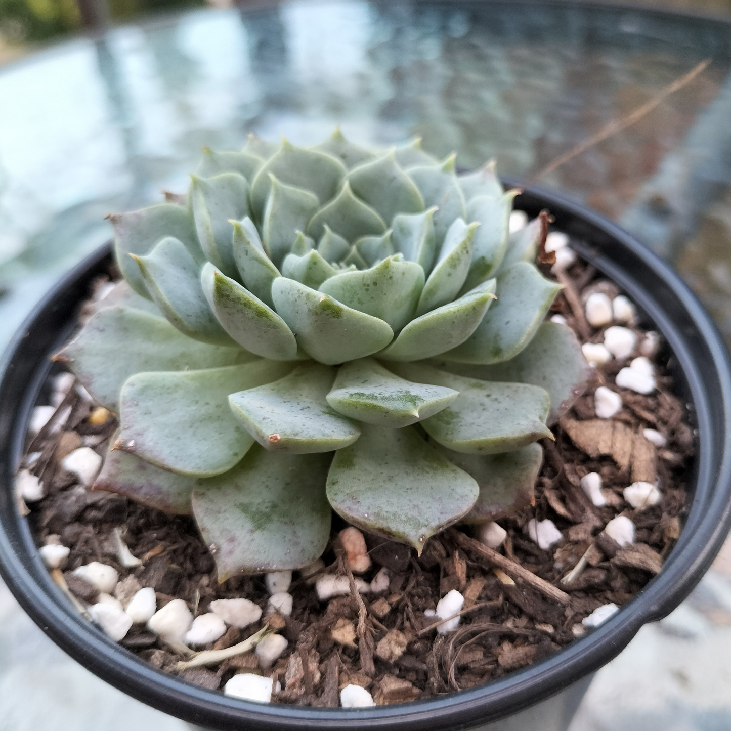 Echeveria 'Hermes'