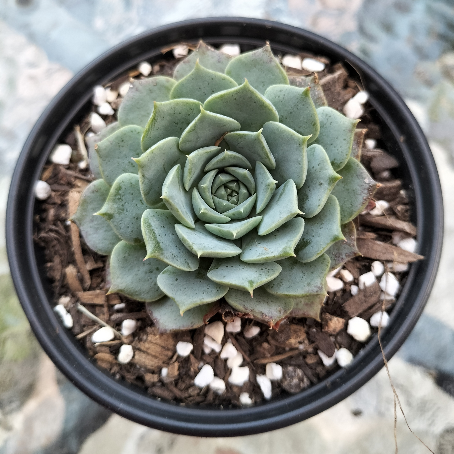 Echeveria 'Hermes'