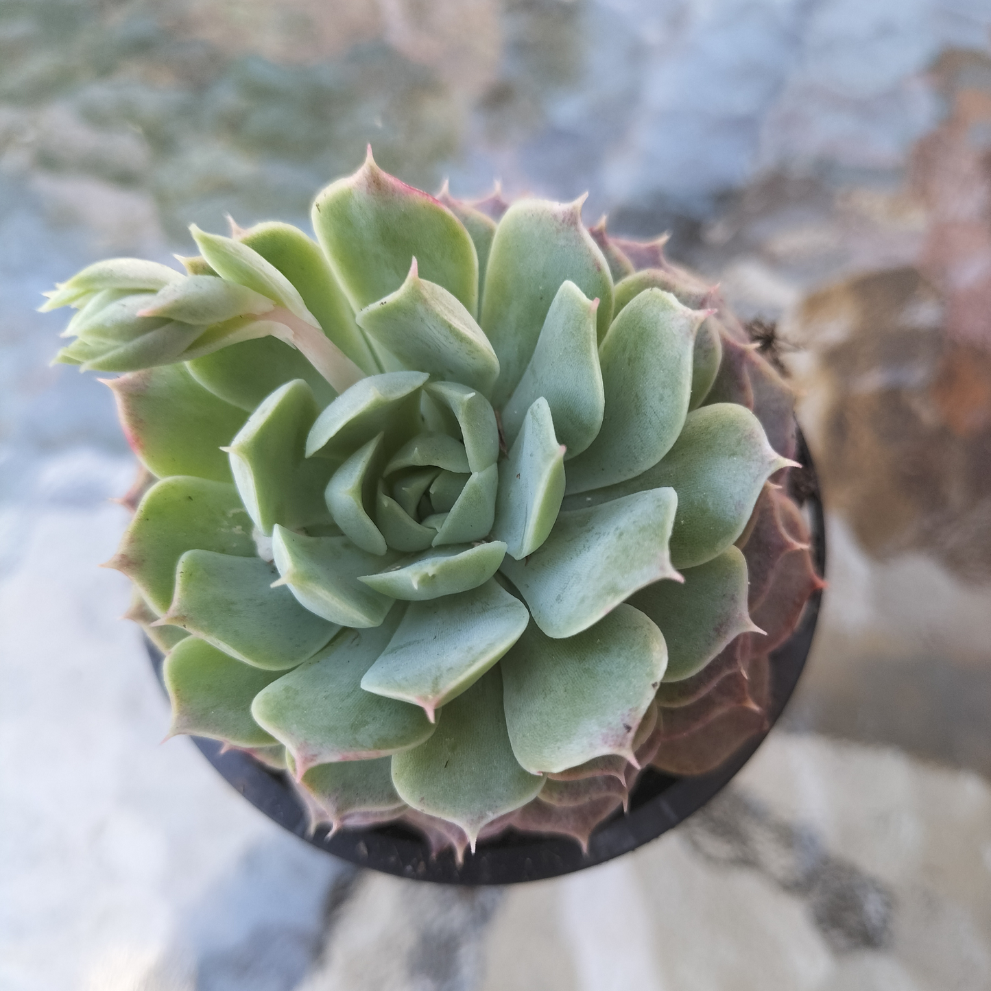 Echeveria 'Red Hole'