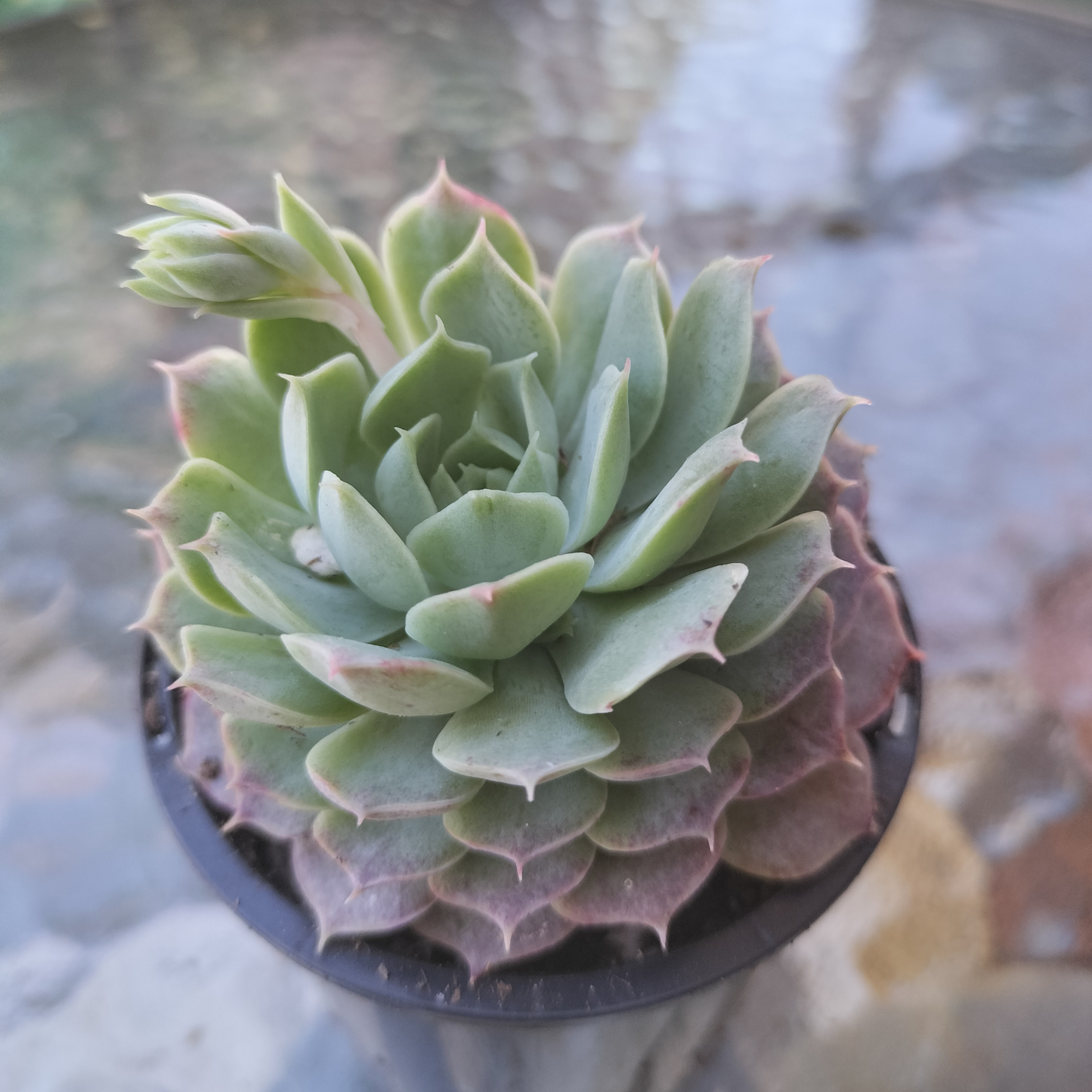 Echeveria 'Red Hole'