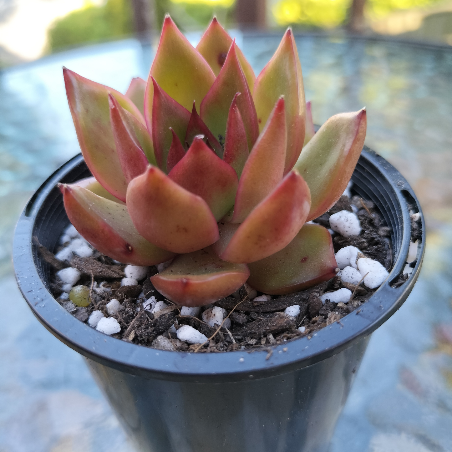 Echeveria 'Red Girl'