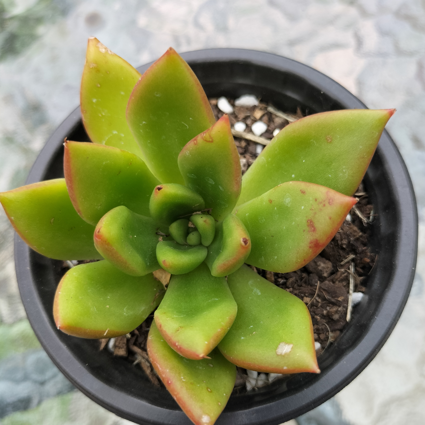 Echeveria agavoides 'Red Tips'