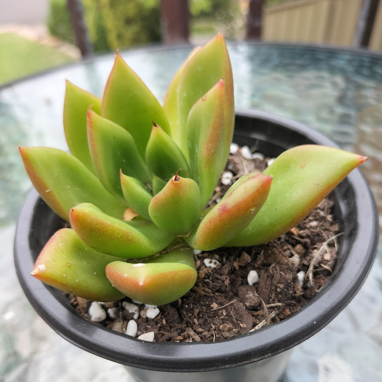 Echeveria agavoides 'Red Tips'