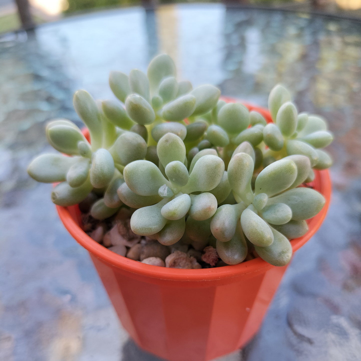 Graptosedum 'Rococo'