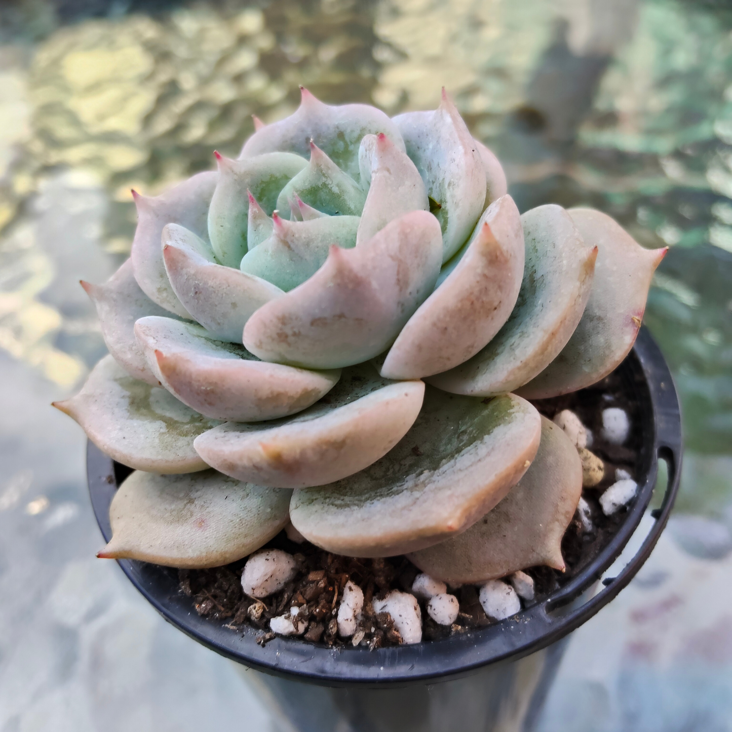 Echeveria Rosanna (Echeveria colorata x lauii )