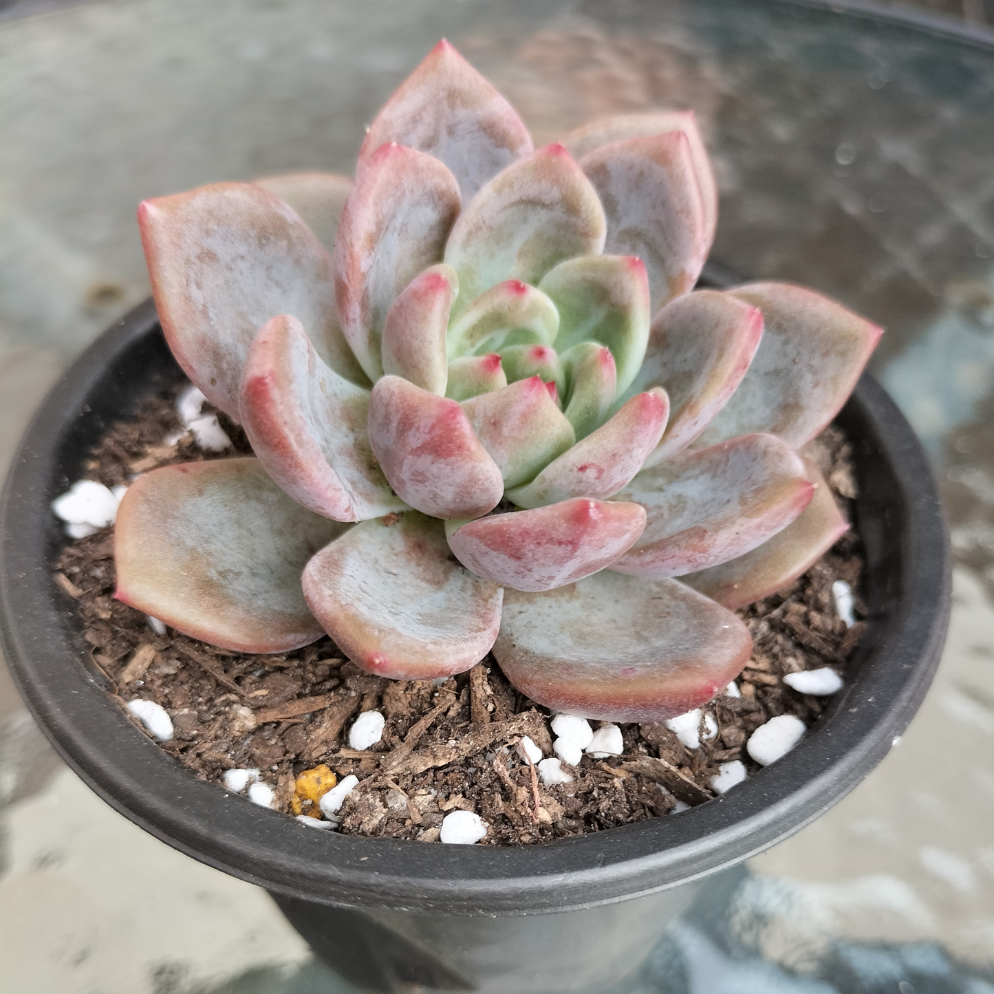 Echeveria 'Rose Champagne'