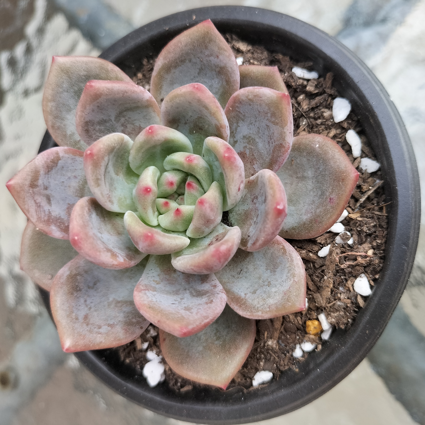 Echeveria 'Rose Champagne'