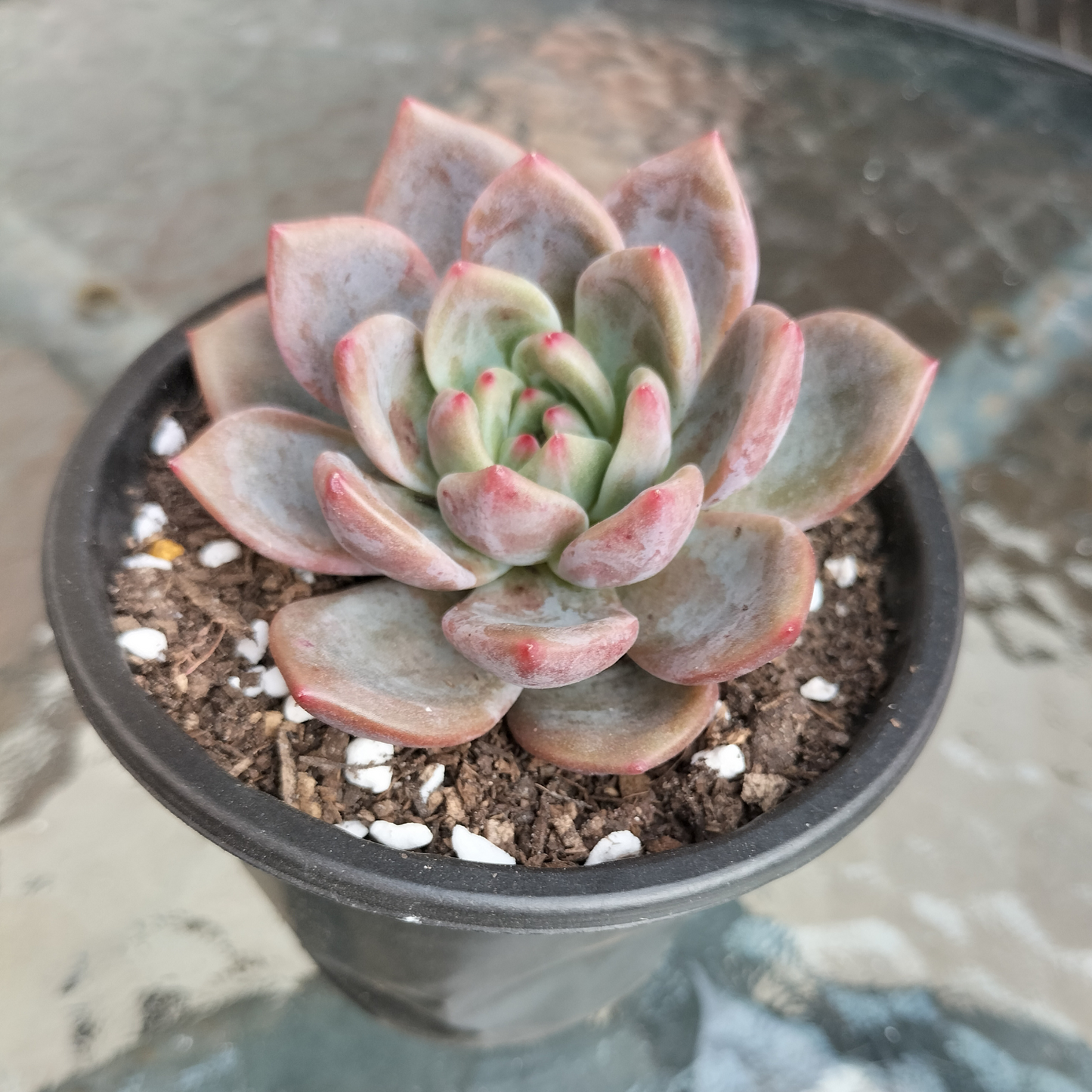 Echeveria 'Rose Champagne'