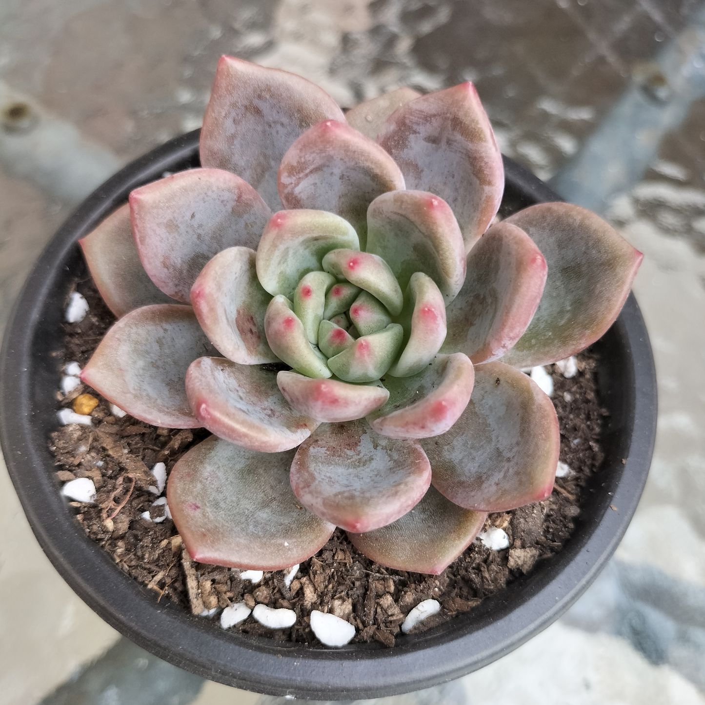 Echeveria 'Rose Champagne'