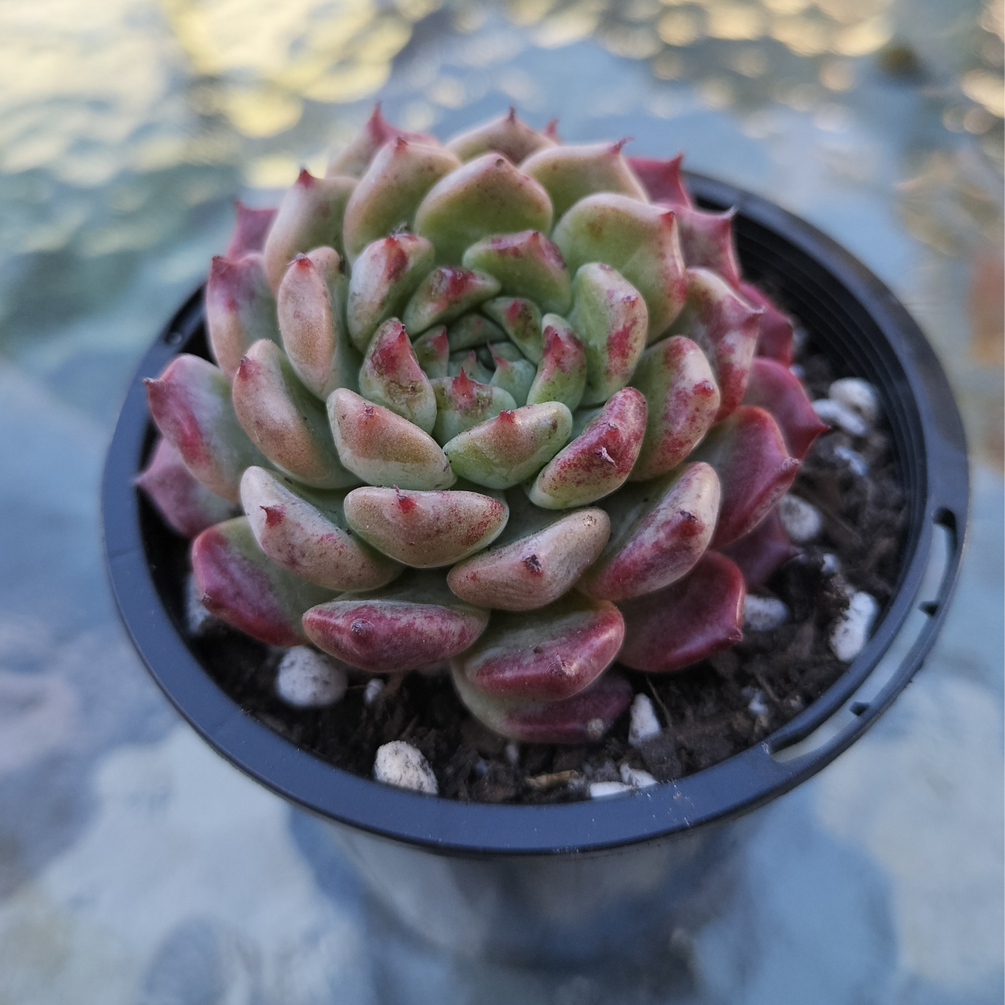 Echeveria 'Sarahime Botan'