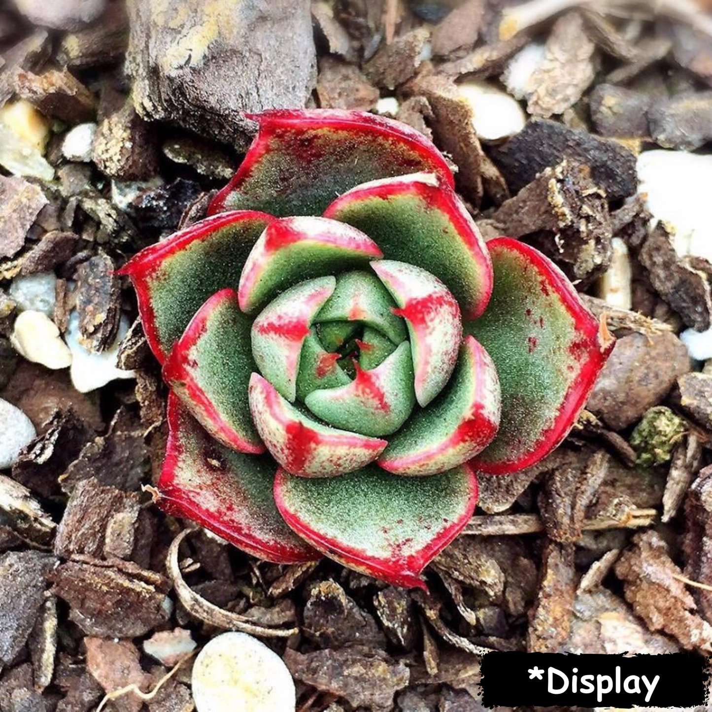 Echeveria purpusorum 'Shamrock'