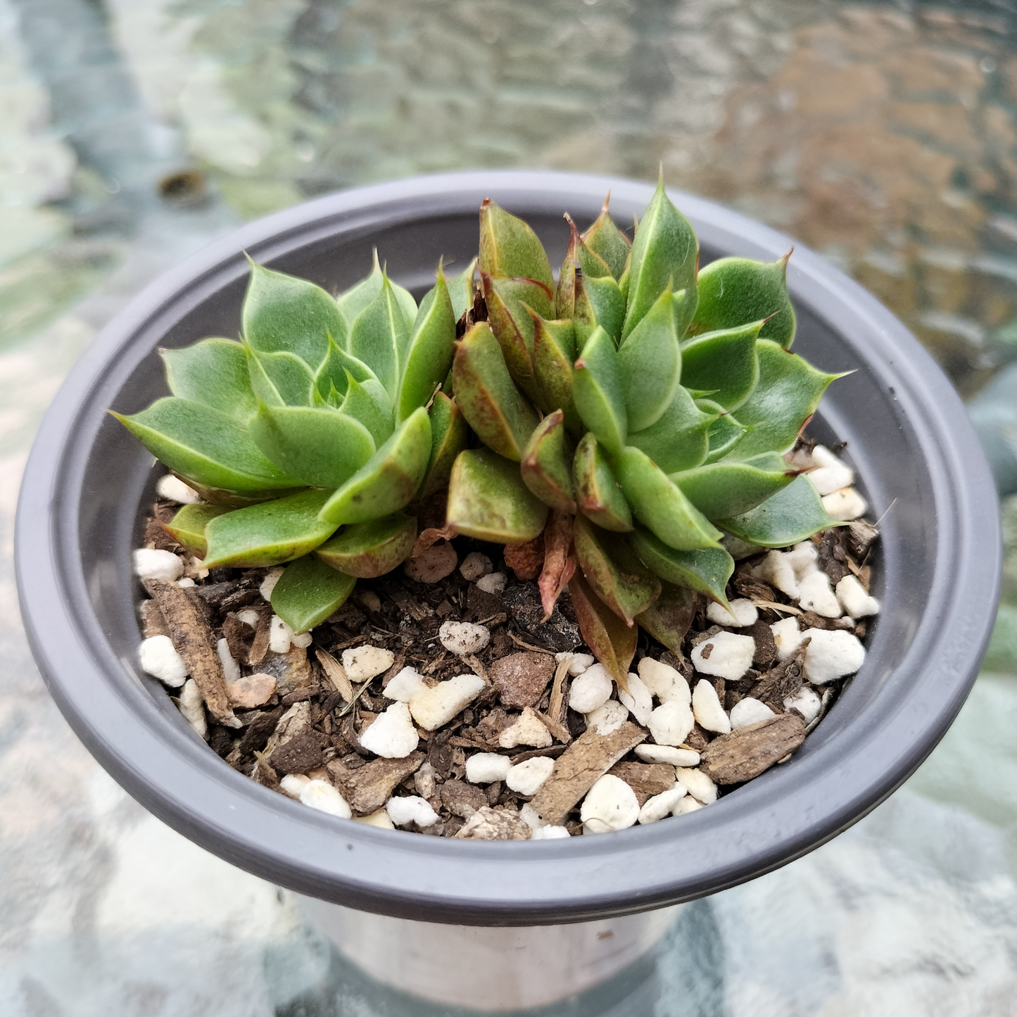 Echeveria purpusorum 'Shamrock'