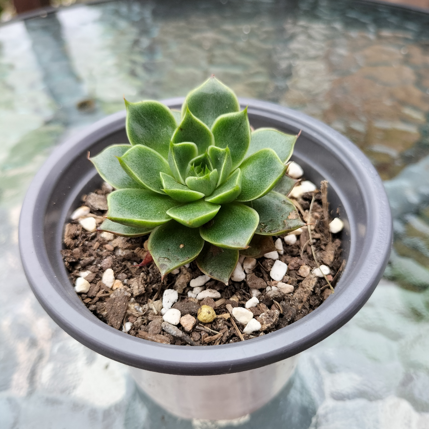 Echeveria purpusorum 'Shamrock'