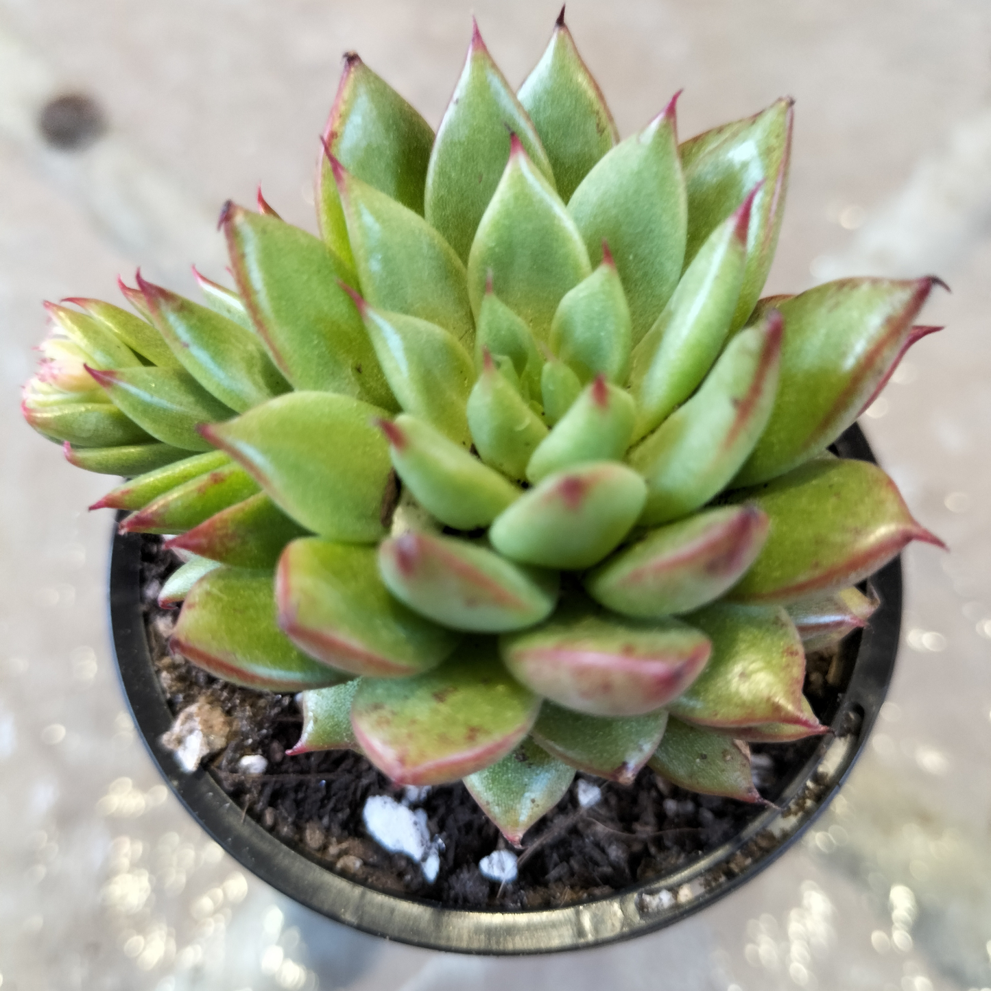 Echeveria 'Shooting Stars'