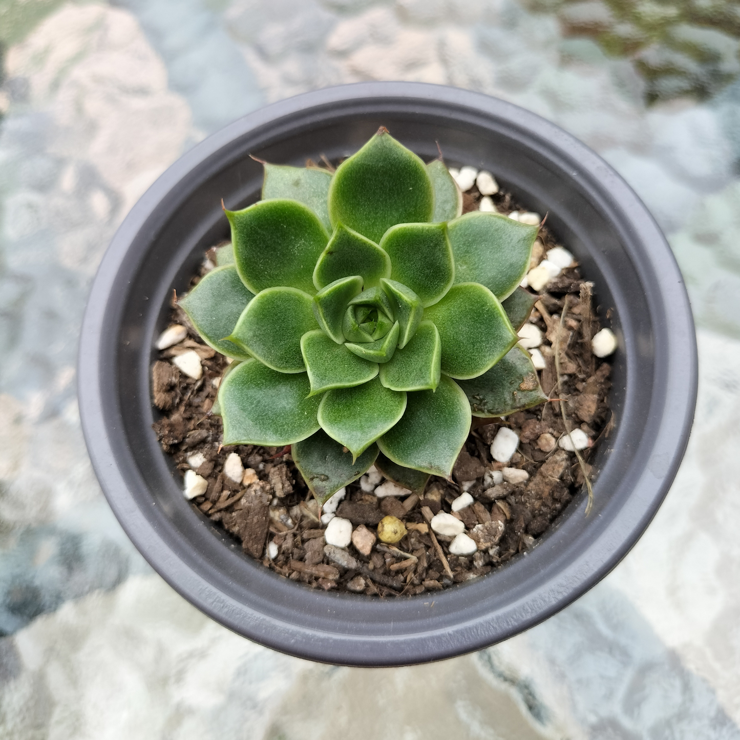 Echeveria purpusorum 'Shamrock'