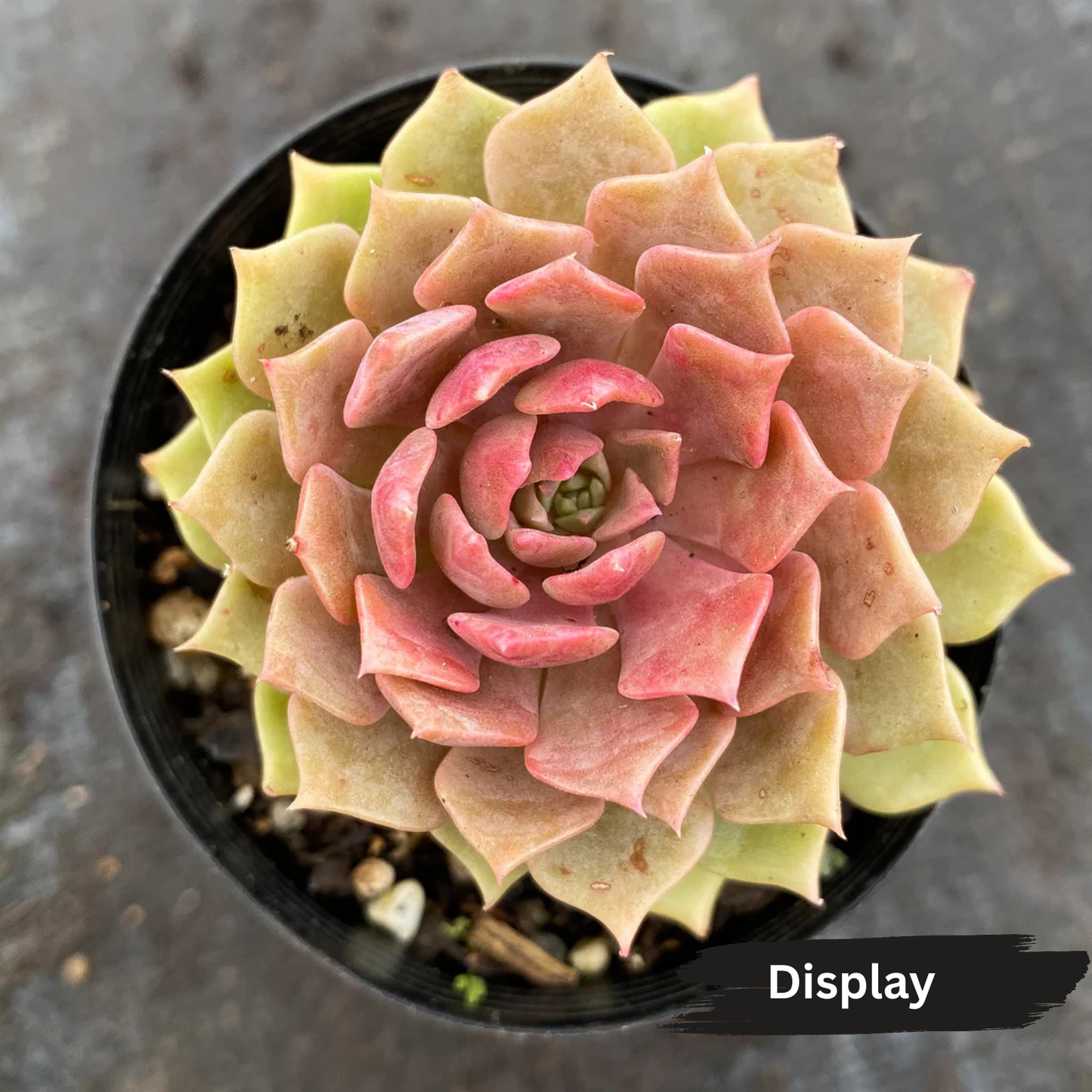 Echeveria 'Silver moon' XS