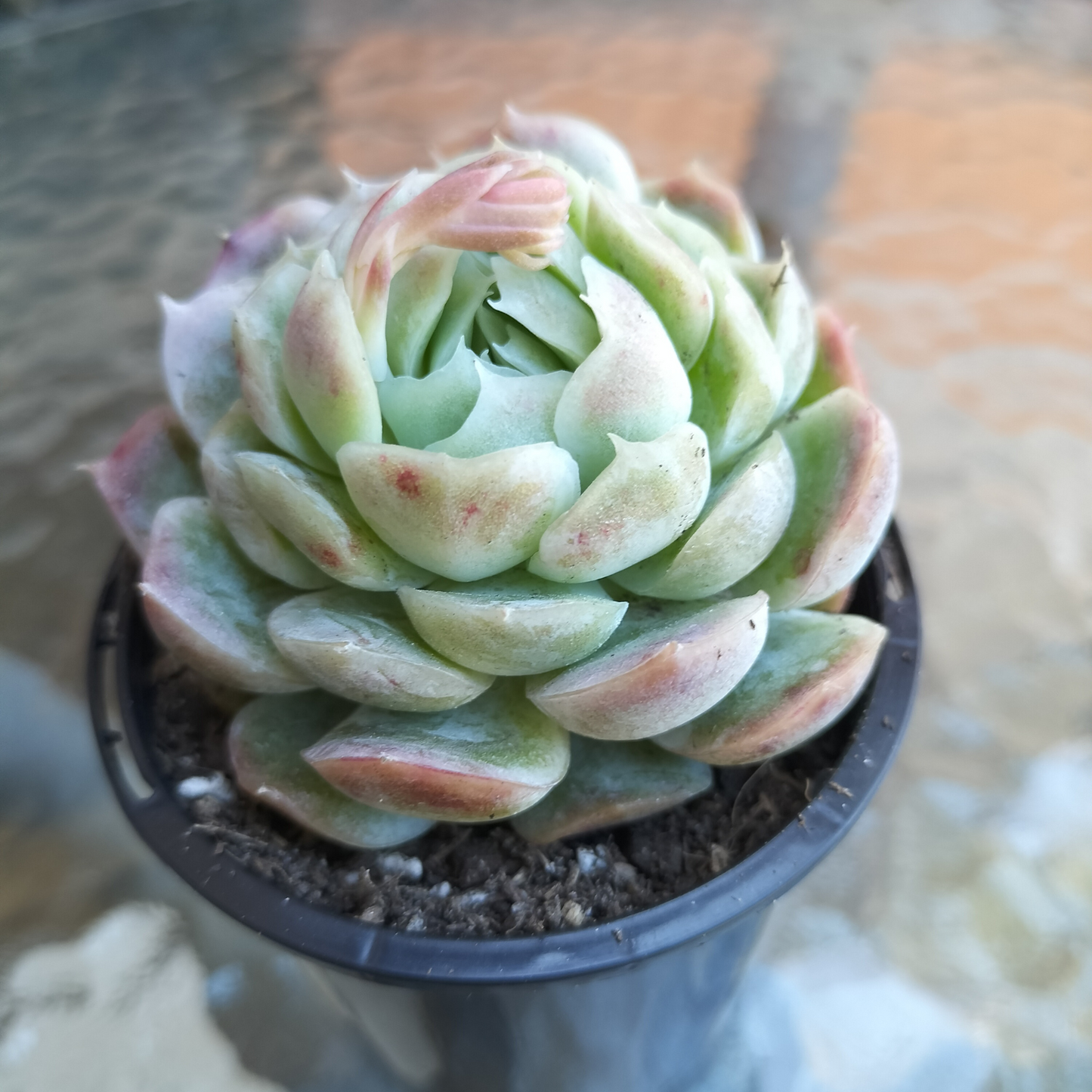Echeveria 'Sina' AKA 'Mexican Rose'