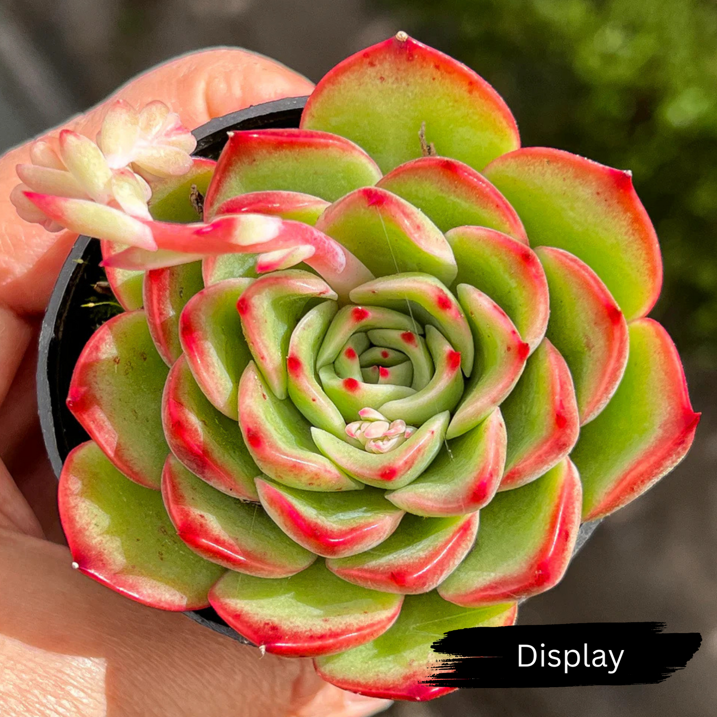 Echeveria 'Soul Heart'