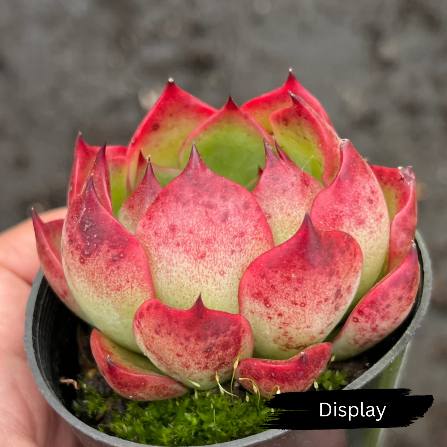 Echeveria 'Soul Heart'