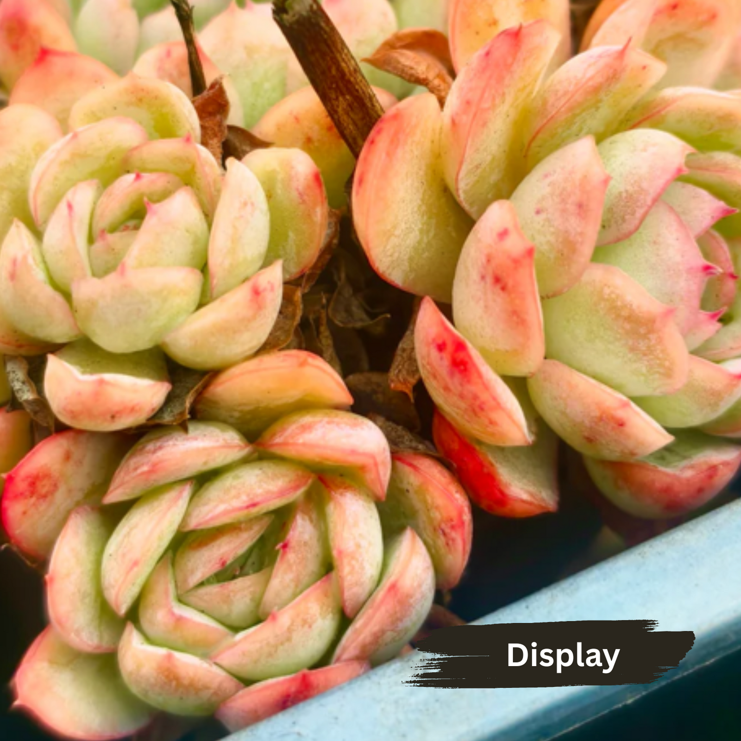 Echeveria 'Strawberry Ice'