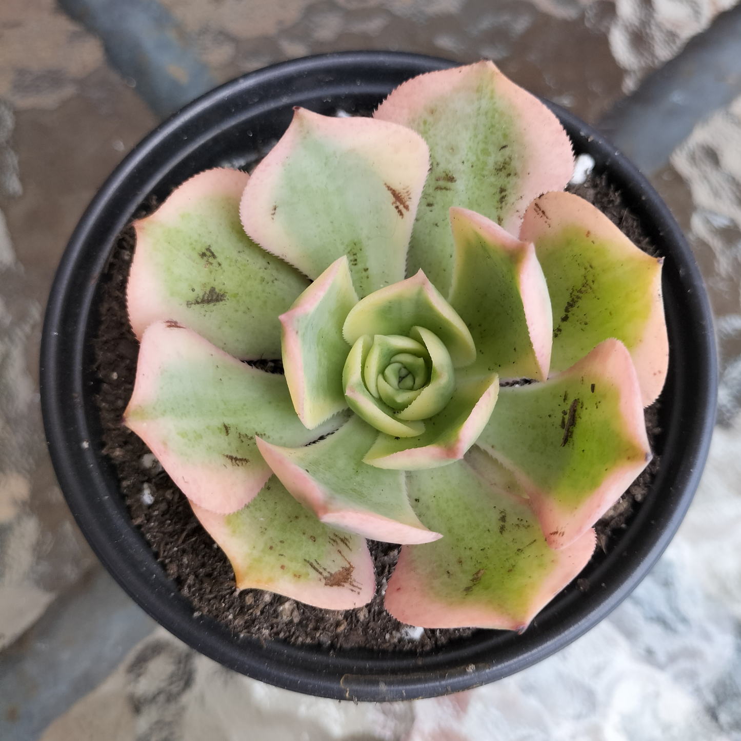 Aeonium arboreum 'Sunburst'