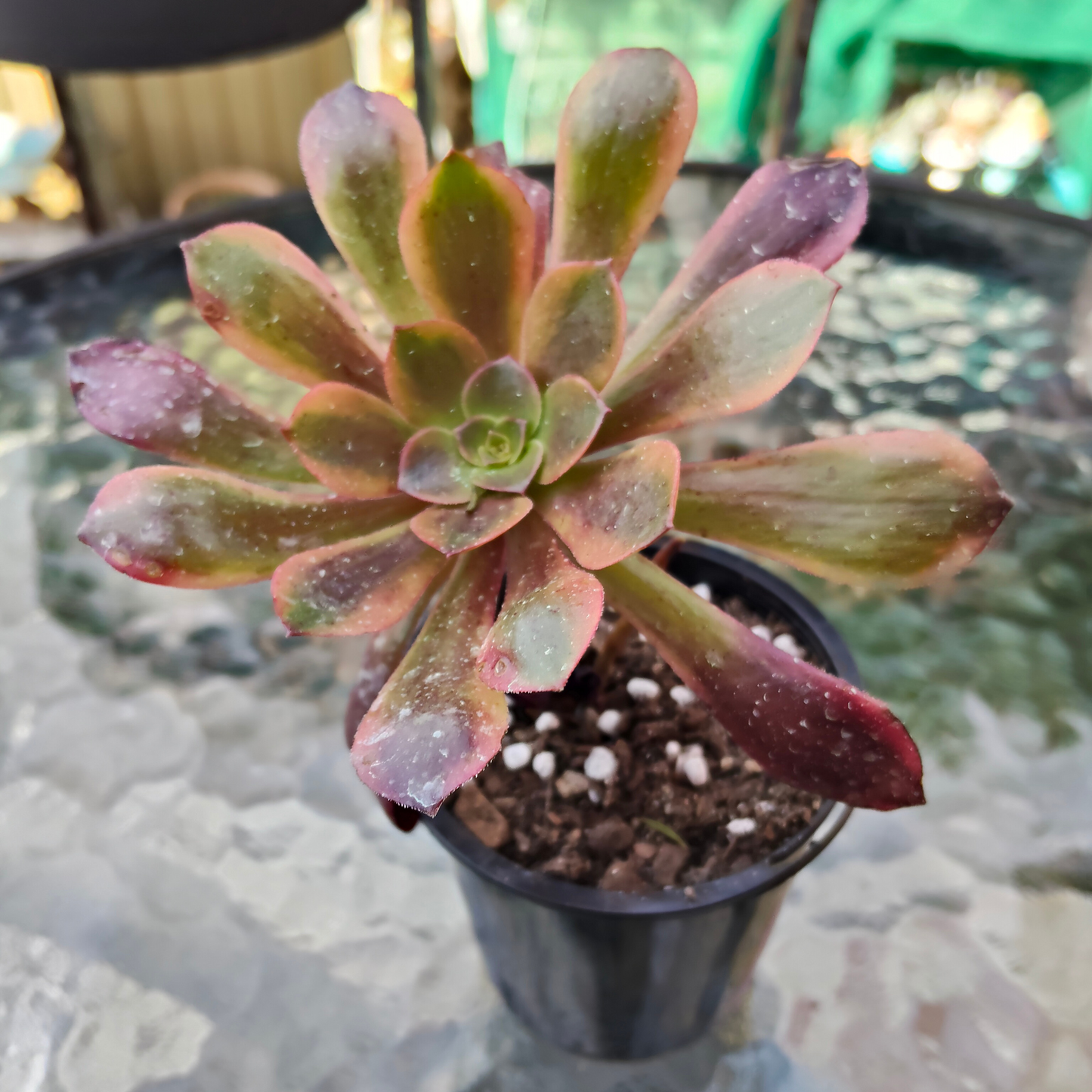 Aeonium 'Superbang'