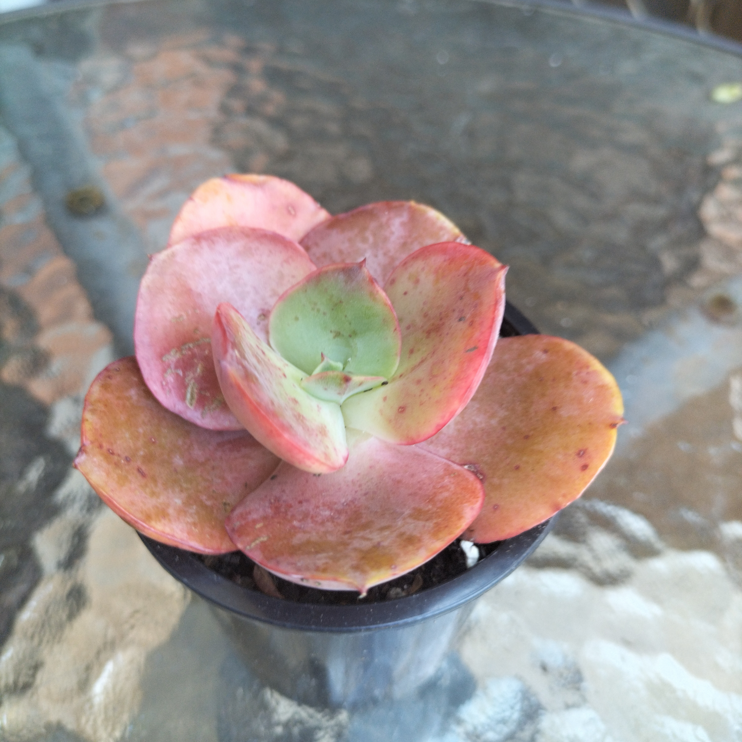 Echeveria Suyon