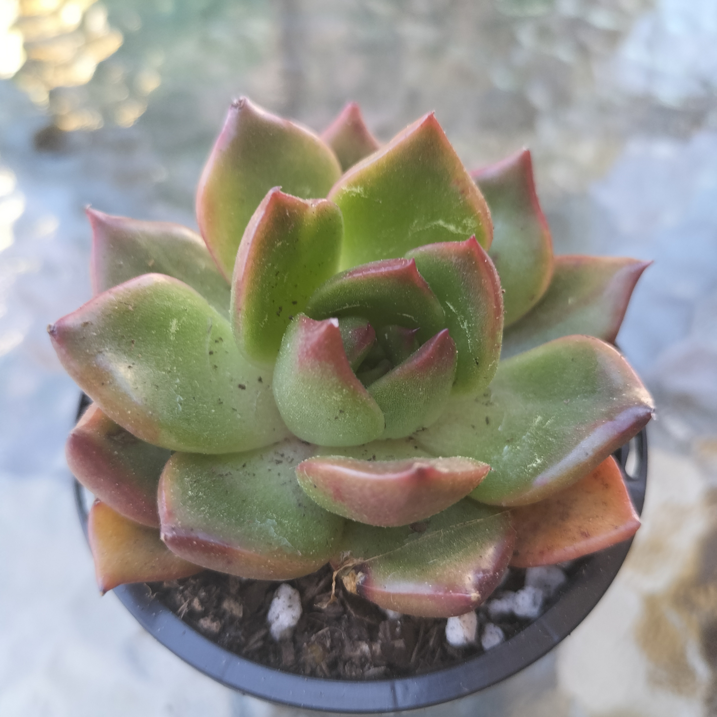 Echeveria 'Tequila Sunrise'