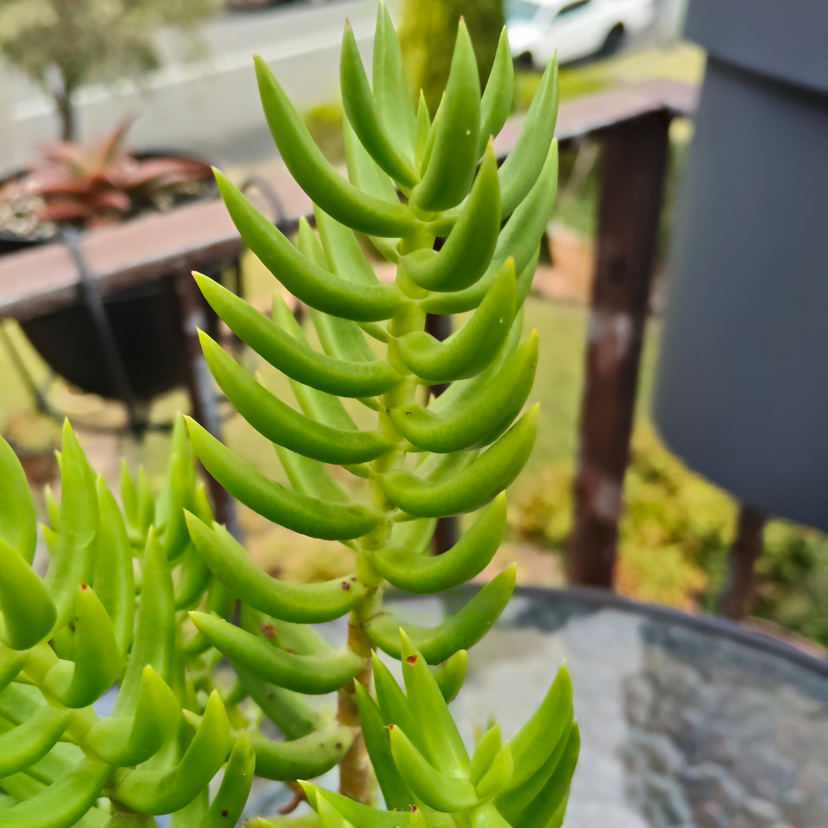 Crassula Tetragona