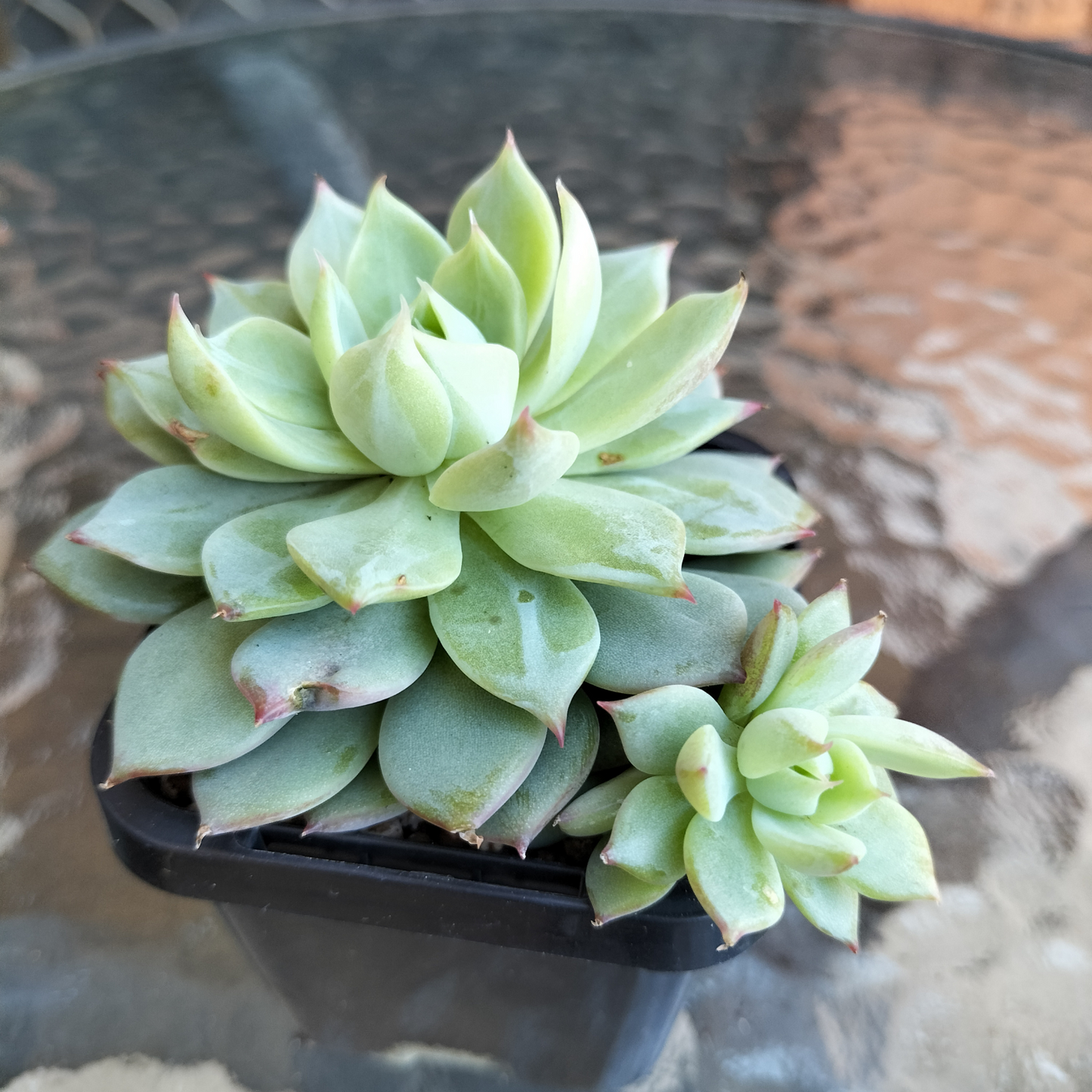 Echeveria 'Elation' AKA Tippy