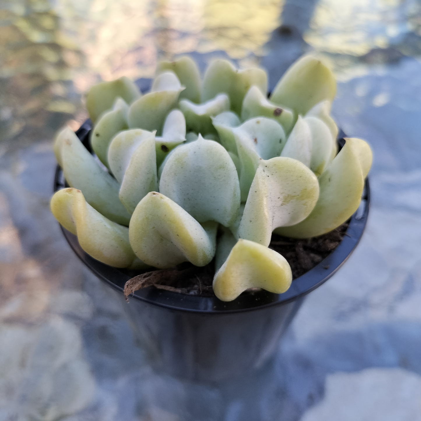 Echeveria runyonii ‘Topsy Turvy’