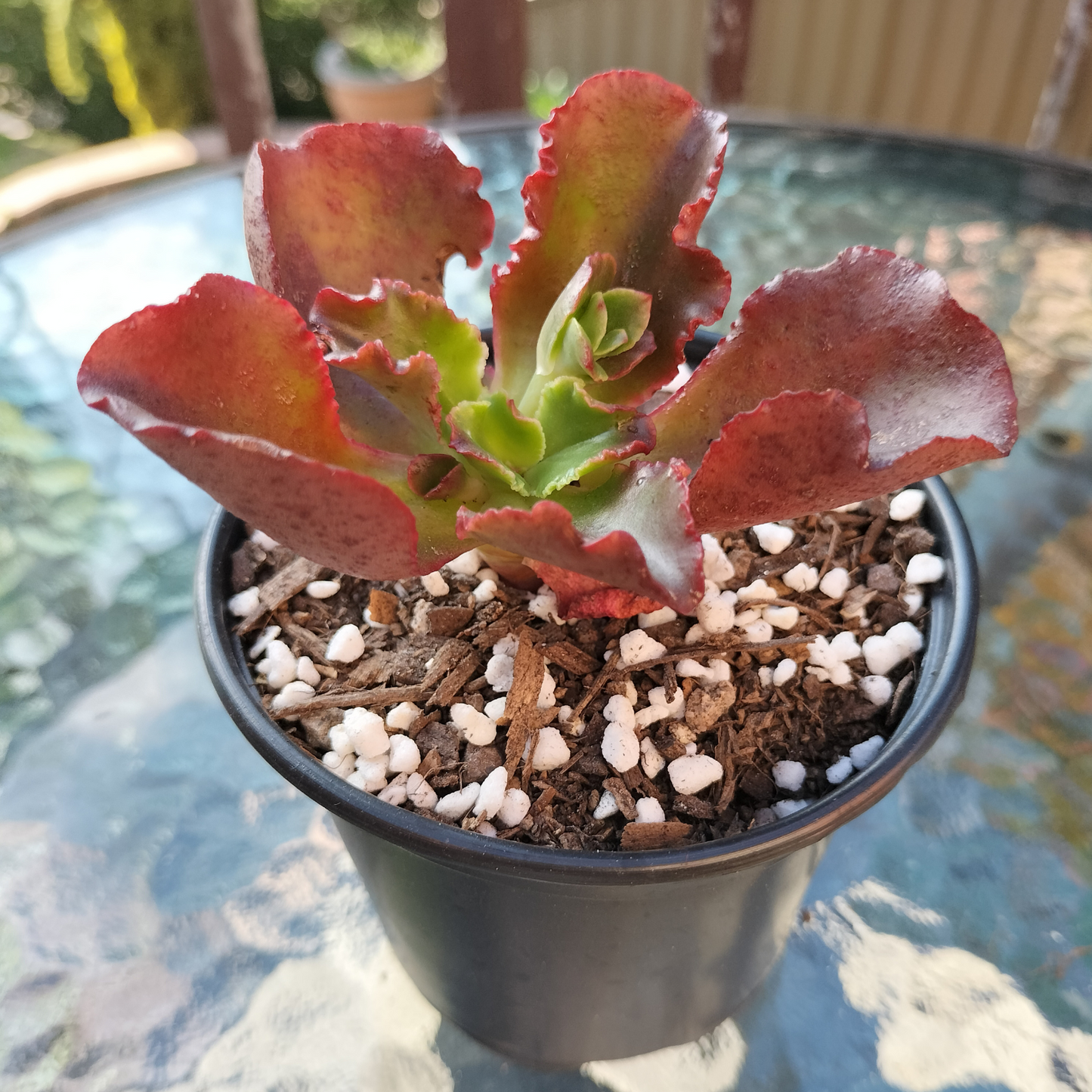 Echeveria 'Tori'