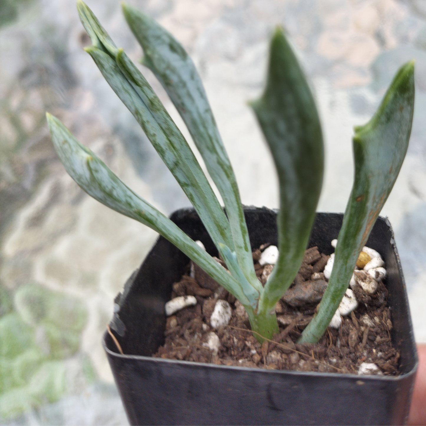 Curio 'Trident Blue' (cutting)