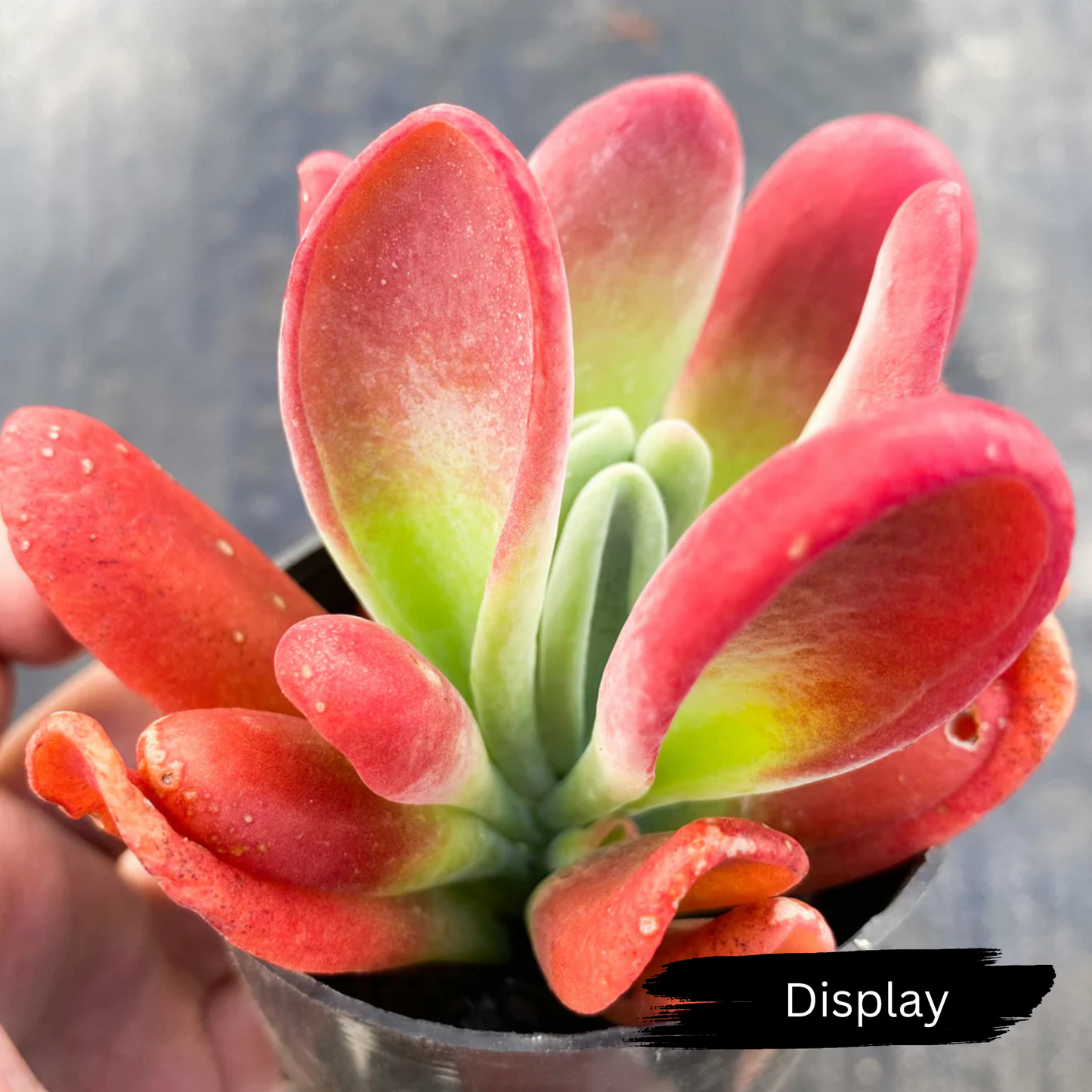 Kalanchoe oricula 'USZY FIONY' AKA Firefox