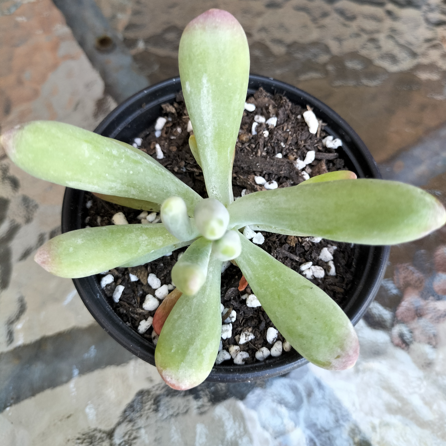 Kalanchoe oricula 'USZY FIONY'