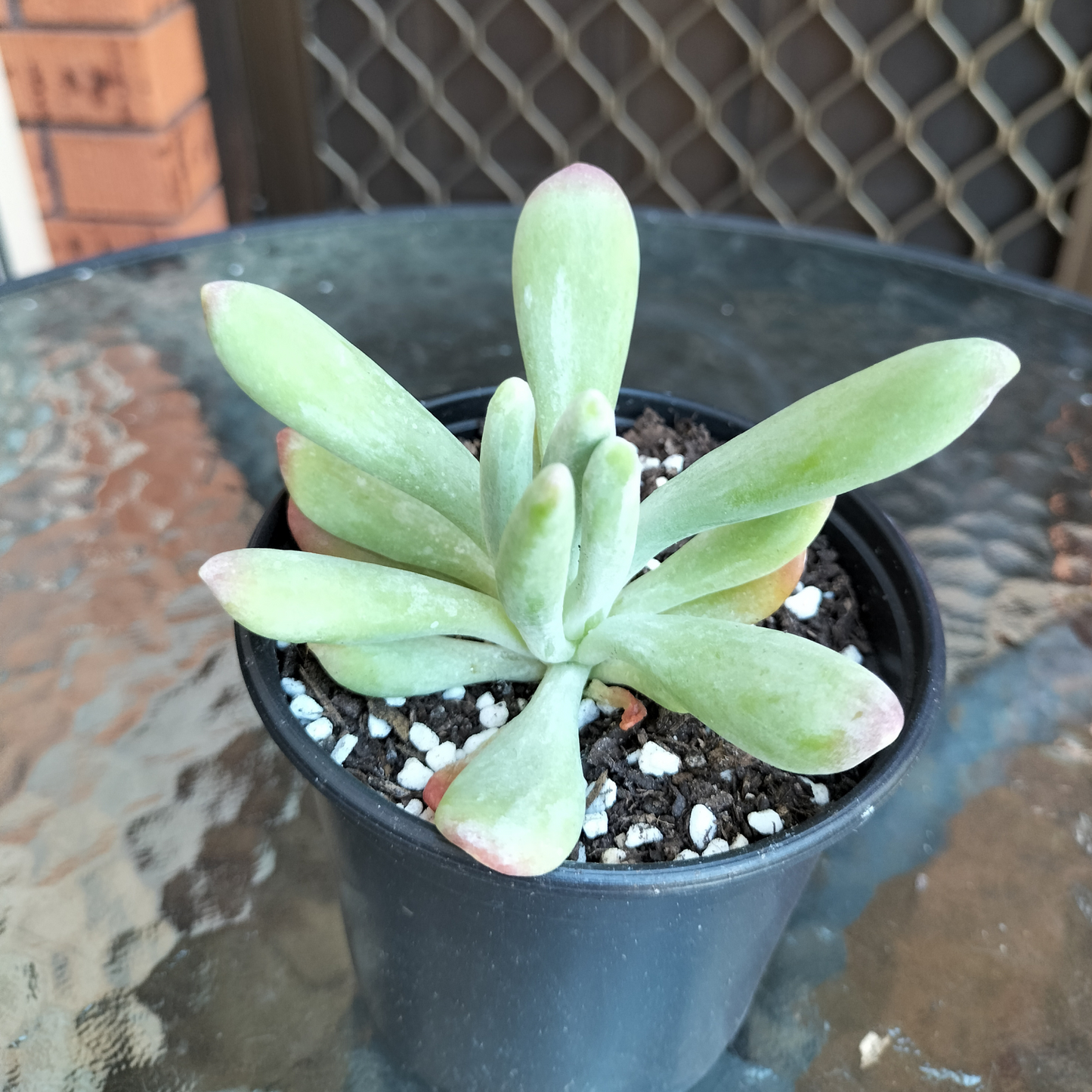 Kalanchoe oricula 'USZY FIONY'