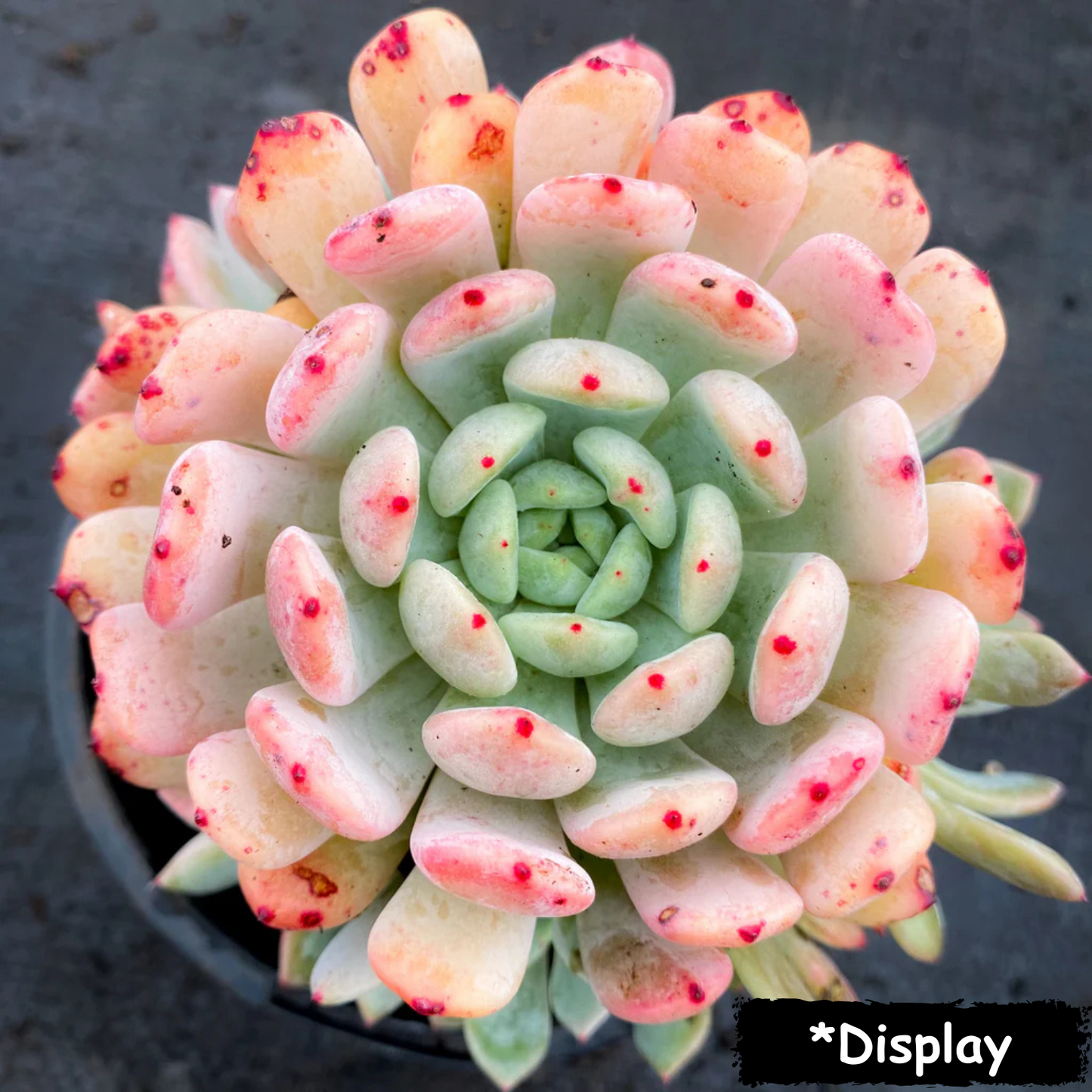 Echeveria 'Viant'